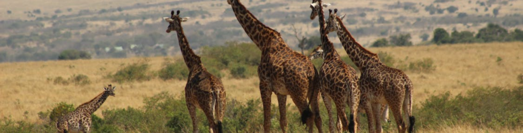 Kenia-y-Tanzania- Festival Tours