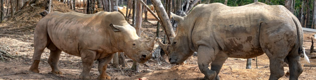 Kenia-y-Tanzania- Festival Tours